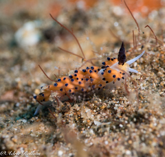 Favorinus tsuruganus