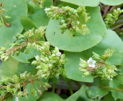 Claytonia perfoliata