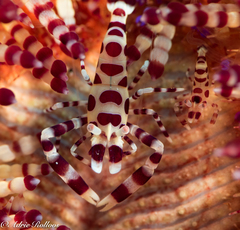 Periclimenes colemani