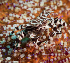 Zebrida adamsii