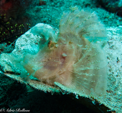 Rhinopias eschmeyeri