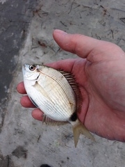 Diplodus holbrookii