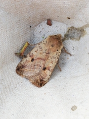 Agrochola blidaensis