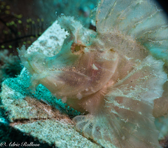 Rhinopias eschmeyeri