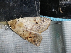 Agrochola blidaensis