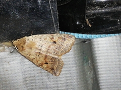 Agrochola blidaensis