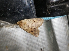 Agrochola blidaensis