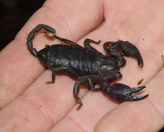 Opisthacanthus validus