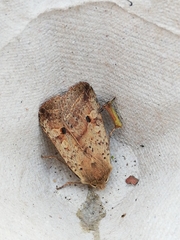 Agrochola blidaensis
