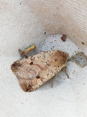 Agrochola blidaensis