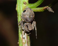 Hamataliwa rostrifrons