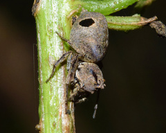 Hamataliwa rostrifrons