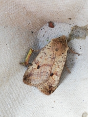 Agrochola blidaensis