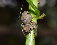 Hamataliwa rostrifrons