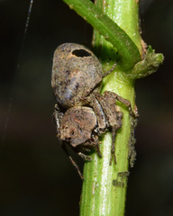 Hamataliwa rostrifrons