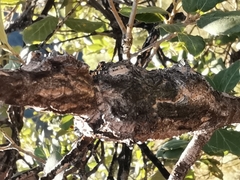 Plagiotrochus fonscolombei