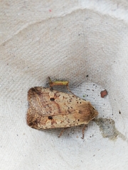 Agrochola blidaensis
