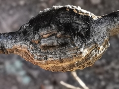 Plagiotrochus fonscolombei