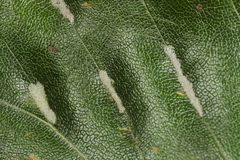 Aceria nervisequa
