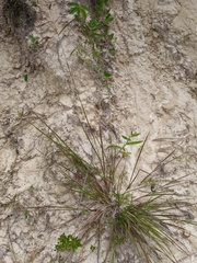 Paspalum plicatulum