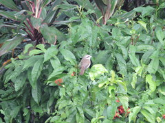 Lanius cristatus lucionensis