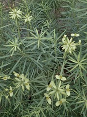 Euphorbia regis-jubae