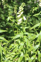 Digitalis ciliata