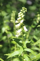 Digitalis ciliata