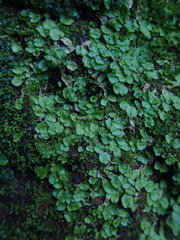 Asterella africana