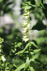 Digitalis ciliata