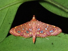 Ischnurges gratiosalis