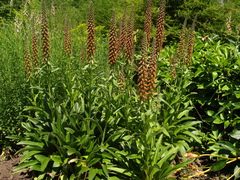Digitalis parviflora