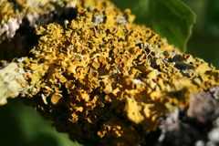 Xanthoria parietina