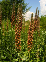 Digitalis parviflora