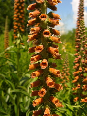Digitalis parviflora