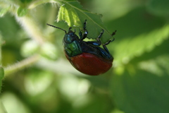 Chrysolina grossa