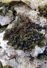 Lathagrium auriforme