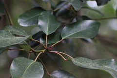 Ternstroemia luteoflora