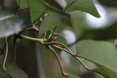 Ternstroemia luteoflora