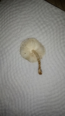 Basidiomycota