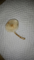 Basidiomycota