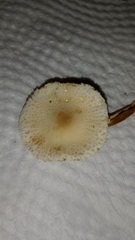 Basidiomycota