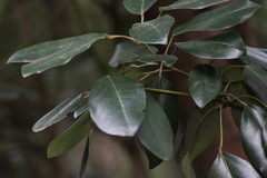Ternstroemia luteoflora