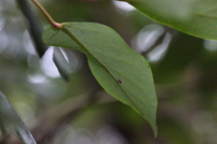 Ternstroemia luteoflora