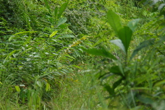 Mandrillus sphinx