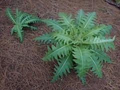 Sonchus congestus