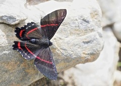 Ancyluris rubrofilum