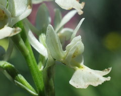 Orchis laeta image