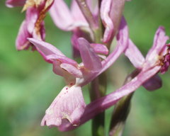 Orchis laeta image