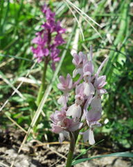 Orchis laeta image